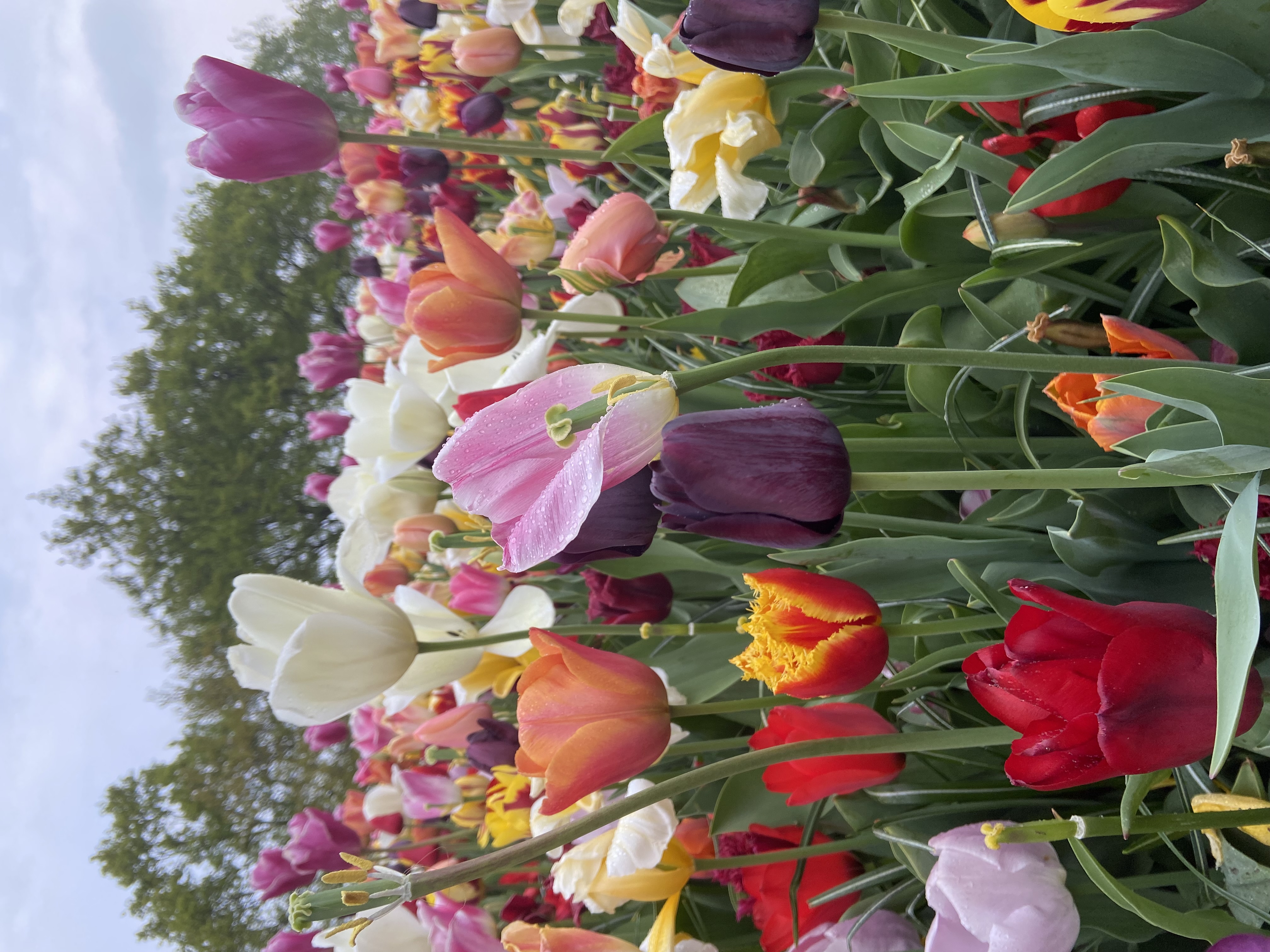 Keukenhof garden & Tulip Fields
