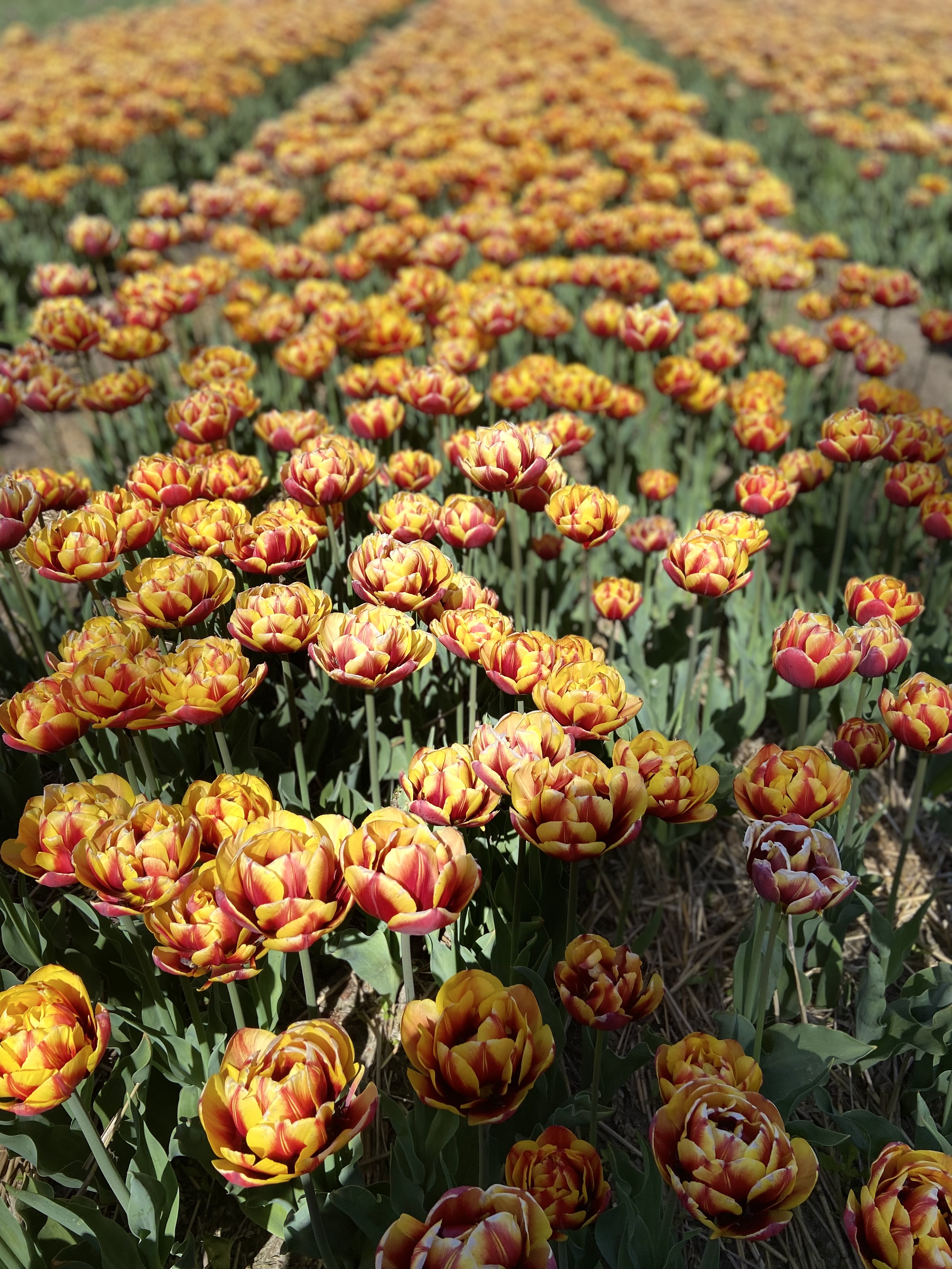 Keukenhof garden & Tulip Fields