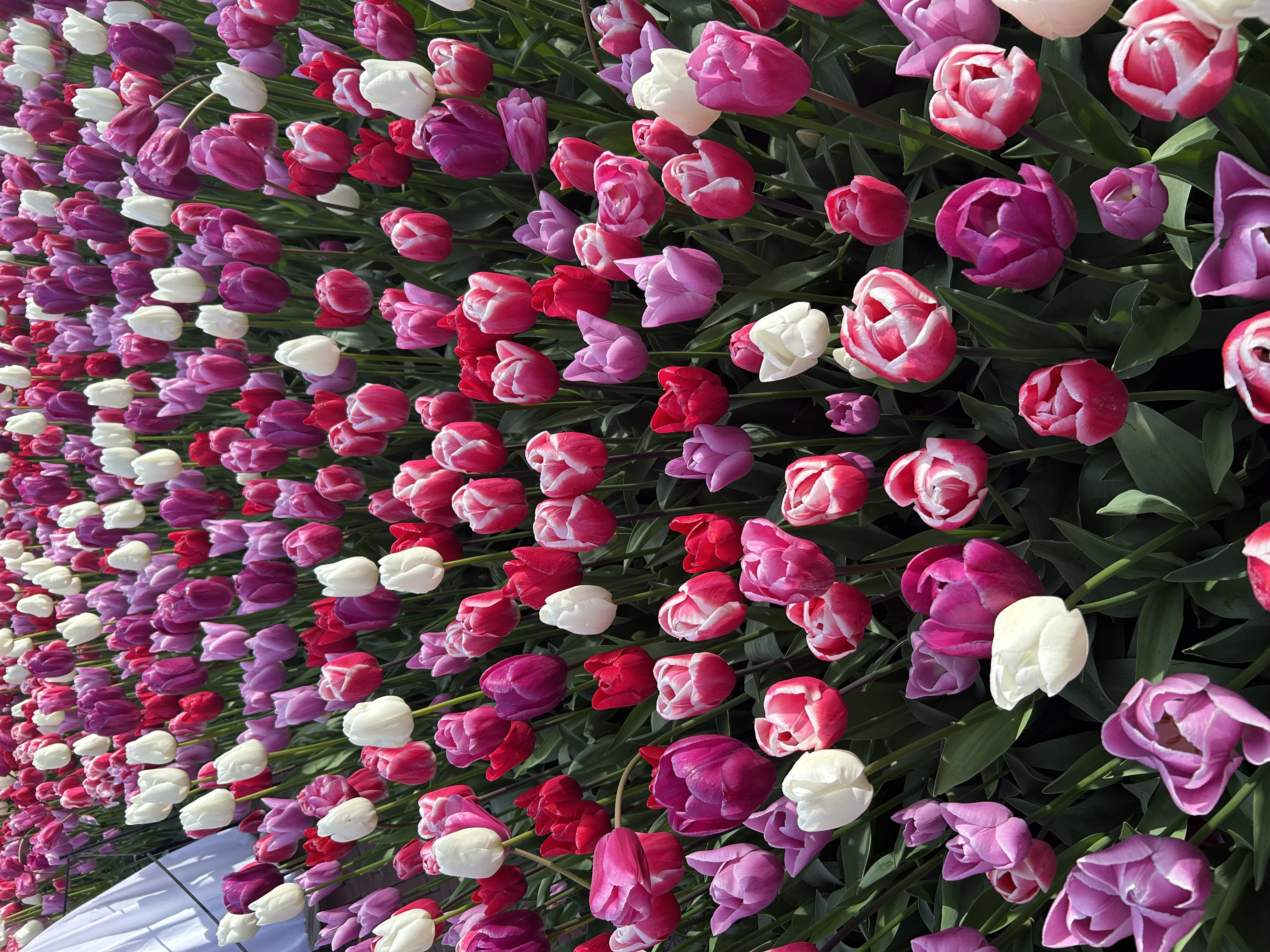 Keukenhof garden & Tulip Fields