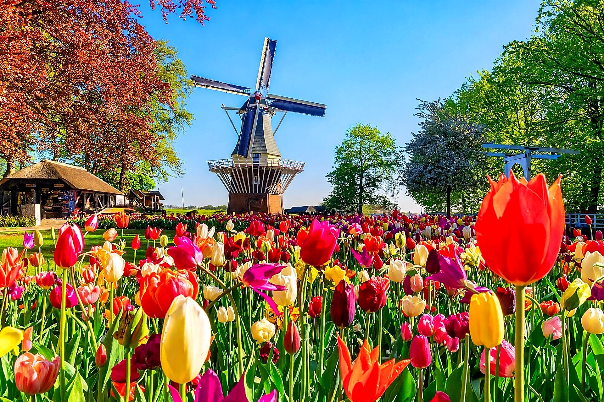 Keukenhof garden & Tulip Fields