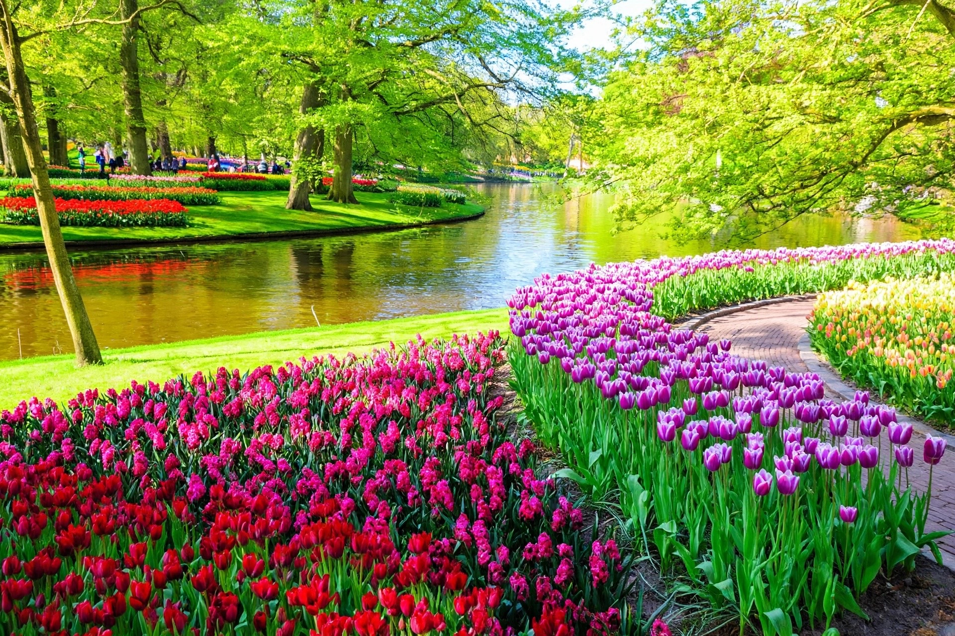 Keukenhof garden & Tulip Fields