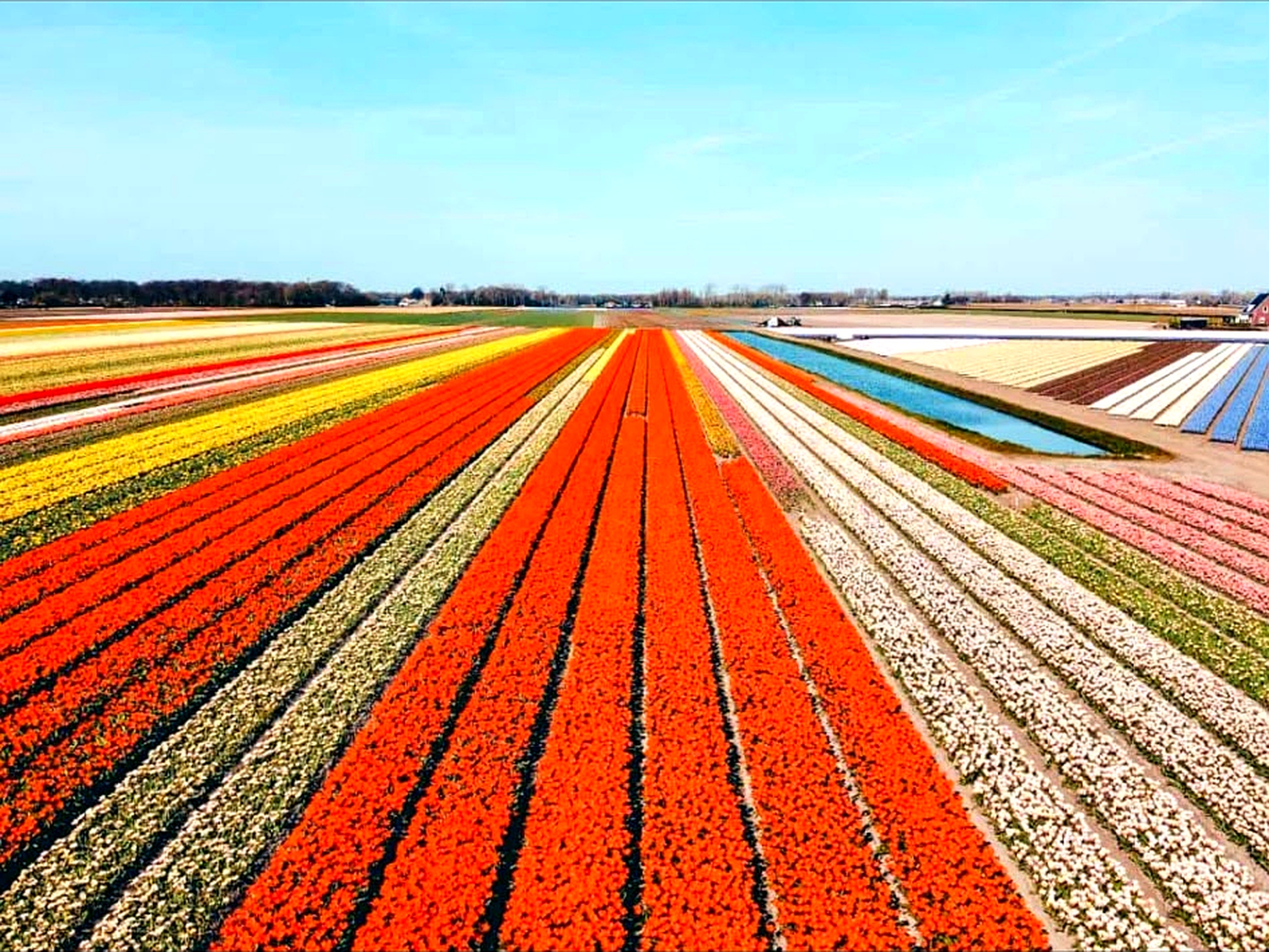 Keukenhof garden & Tulip Fields